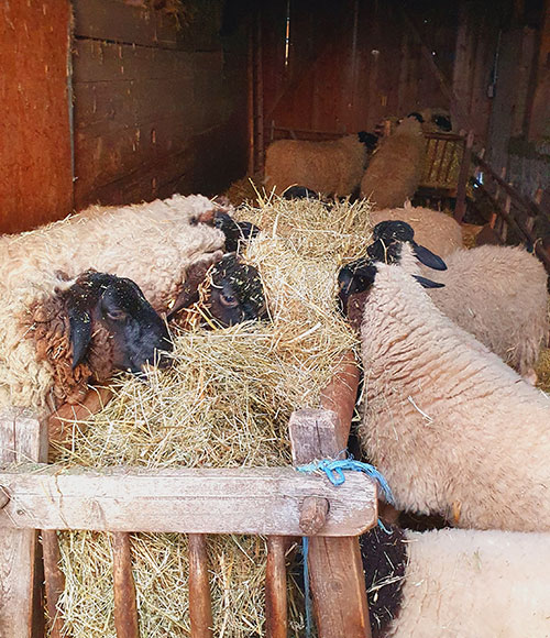 Urlaub auf Bauernhof Thüringen mit Kindern Bei Matthesens